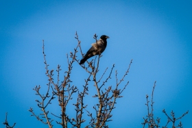 IMG_8129.jpg