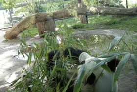 Zoologischer Garten Berlin. Vaikust! Mõmmi sööb.
