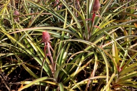 Ananassid