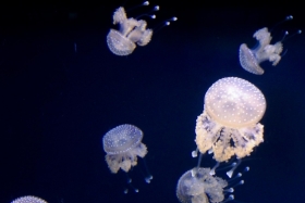 Meduusid