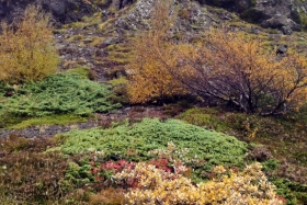Värvid