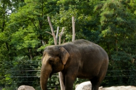 Berliin. Zoologischer Garten. Kui ma ei eksi, siis 2009 oli ta veel päris pisike.