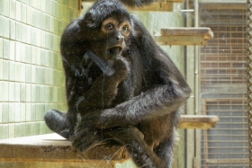 Berliin. Zoologischer Garten. Väänik.