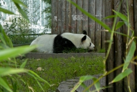 Berliin. Zoologischer Garten. Tasa, mõmmi magab!
