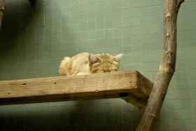Berliin. Zoologischer Garten. Meie lemmik veel magas.