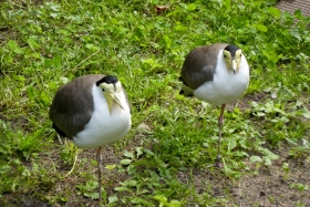 Berliin. Zoologischer Garten. Ühemunakaksikud.