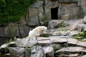 Berliin. Zoologischer Garten. Jääkarud elavad seal nii.