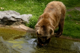Berliin. Zoologischer Garten. Karu püüab... porgandeid!