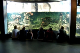 Genova. Acquario di Genova. Kinominutid.