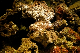 Genova. Acquario di Genova. Leia pildilt kala.
