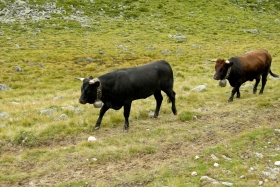 Fiescheralp'ist Bettmeralp'i. Herrenweg. Suured ja ilusad.