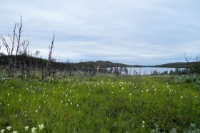 Teel Vadsø poole. Oli järv ja puud ja murakad
