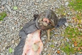 Vestre Jakobselv Camping. Kalamees tegi näituse