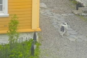 Vardø kindlus. Istutatud pihlakad peavad muidu jahedale kliimale vastu. Koertel ka koht, kus jalga tõsta