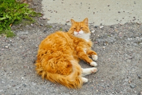 Vardø. Kohalik Garfield