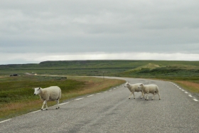 Komagvær. Lambad teel. Ka üsna levinud loomad...