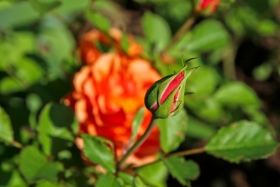 30IMG_4413
