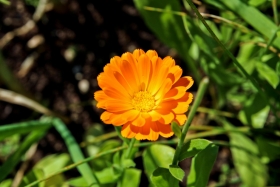 33IMG_4462