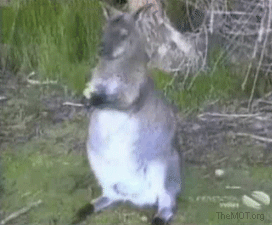 SadRoo.gif