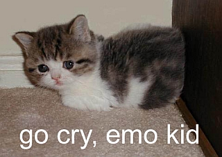 emocat emocat