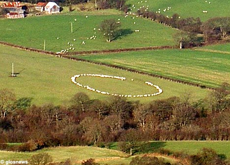 sheepcircle_468×336.jpg