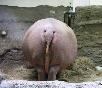 hippopotamus_denver_zoo.jpg